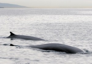 Newport Beach whale watching