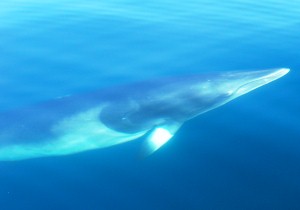 whale watching Newport Beach