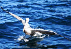 Newport Beach whale watching