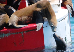 Newport Beach whale watching