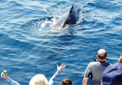 whale watching Newport Beach